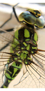 Dragonfly