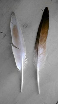 Feathers (White Ver.)