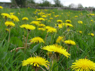 Field of Dandelions