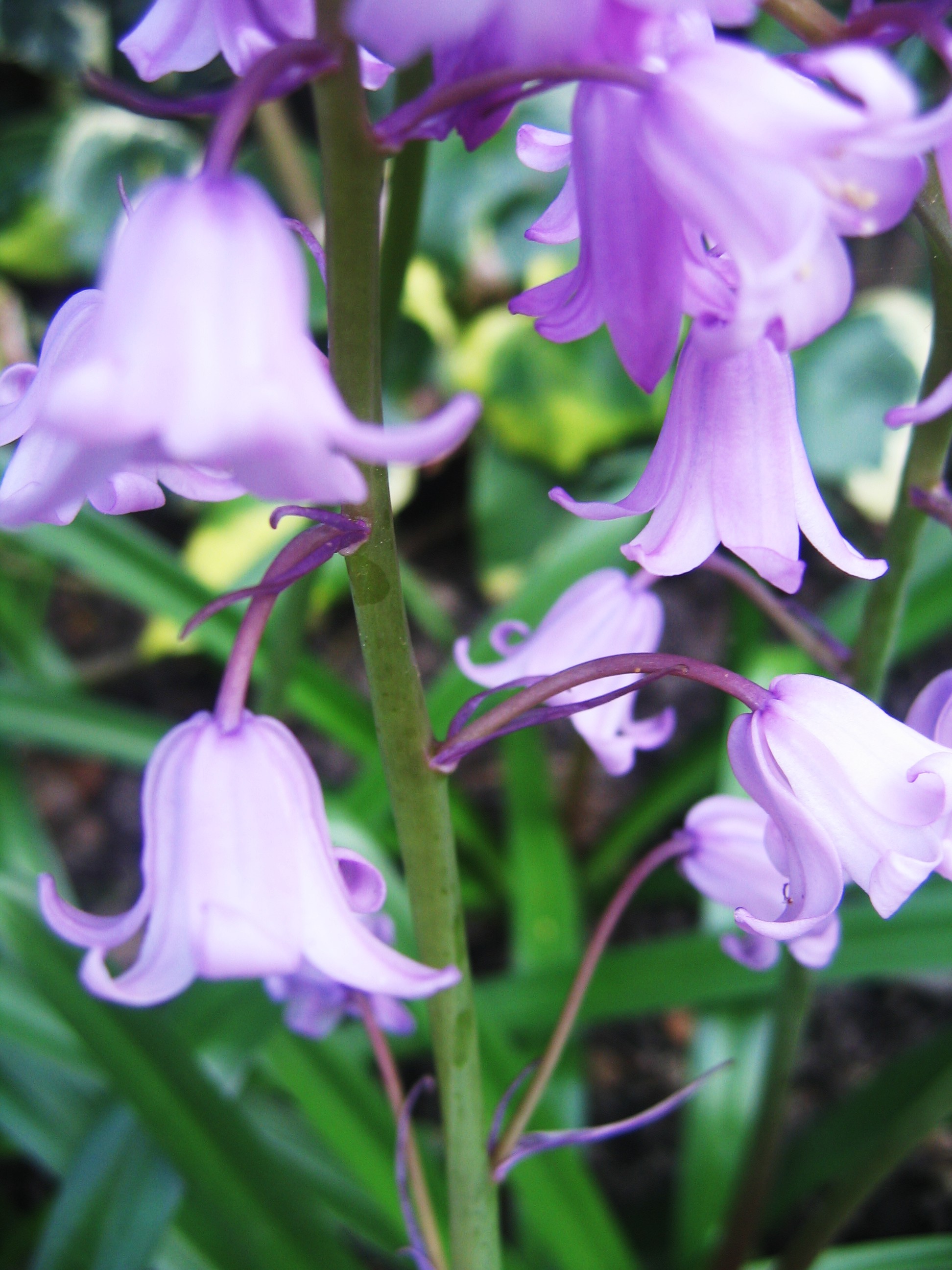 Bluebells