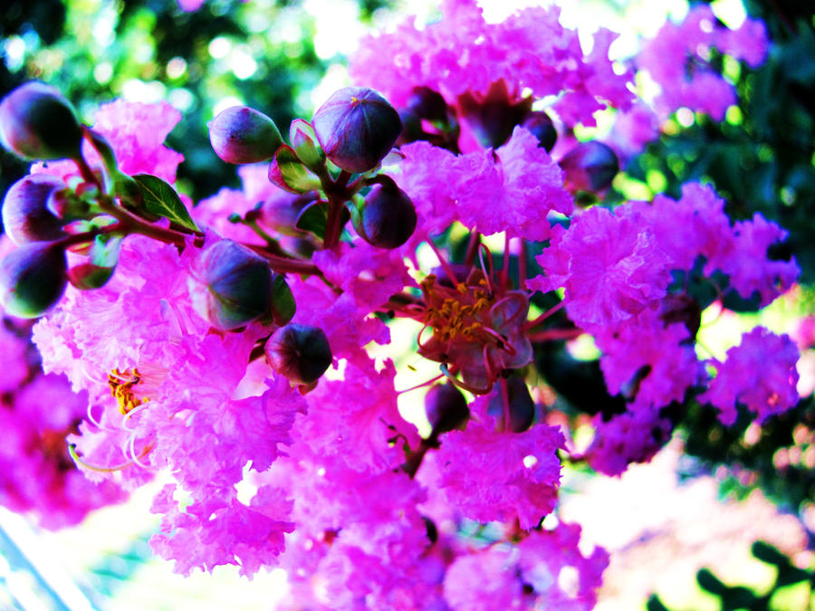 pink rave by asherakirkland on DeviantArt