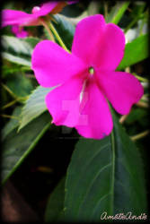 Pink Flower