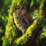 Owls Awakening