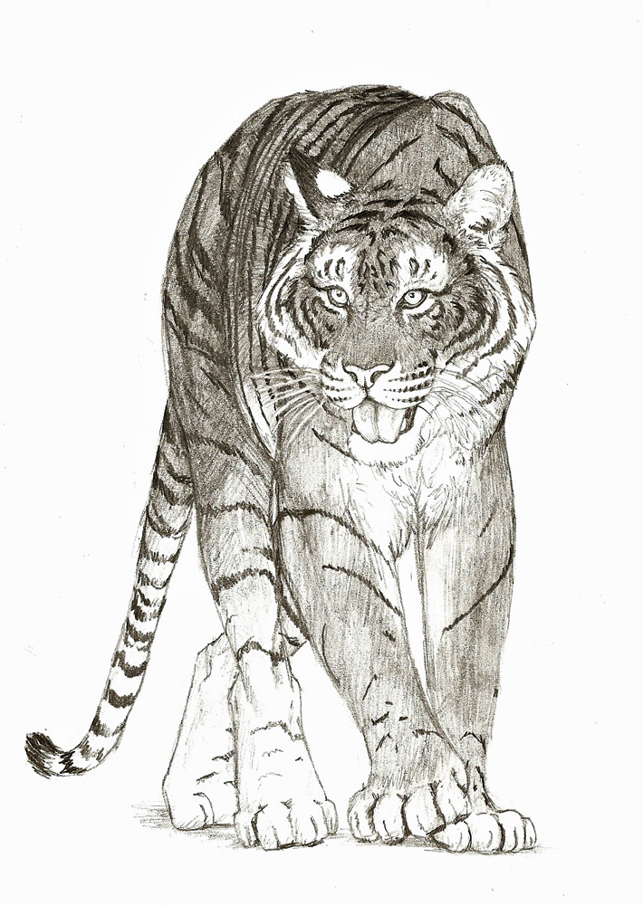 Tiger in Pencil