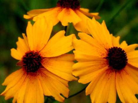 Black Eyed Susans Wildflowers2