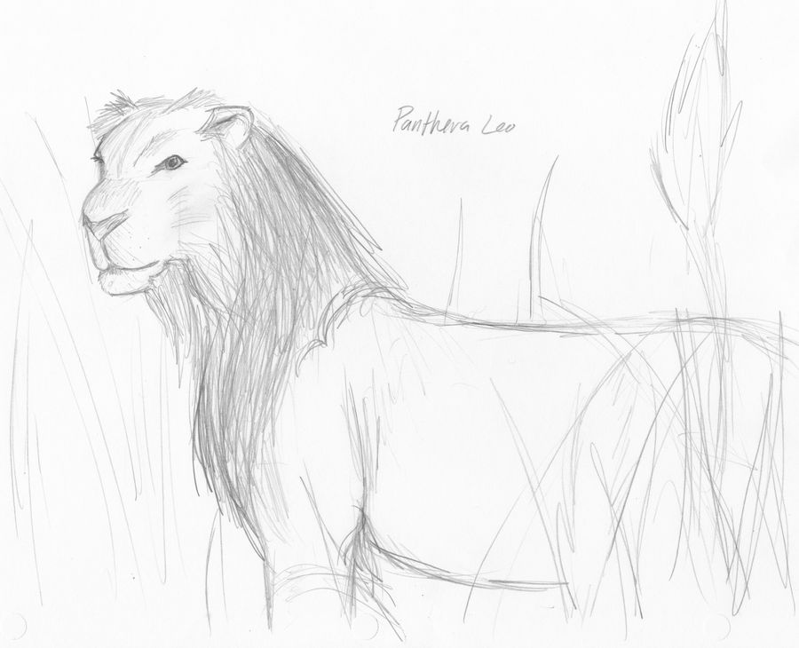 Panthera Leo