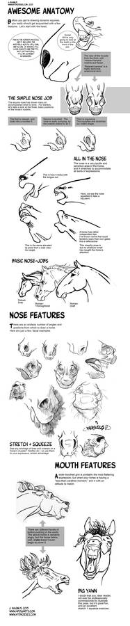 Horse Anatomy Part I