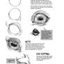 Horse Anatomy Part II - Eyes