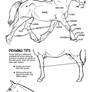 Horse Anatomy Part III - All Together Now