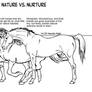 Horse Anatomy Part IV - Nature v Nurture