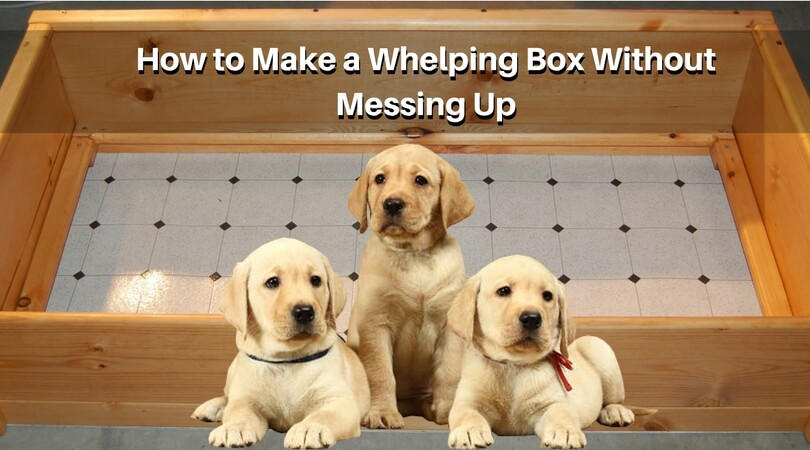 Steps for Making Whelping Box Without Messing Up by annyjackson2689 on ...