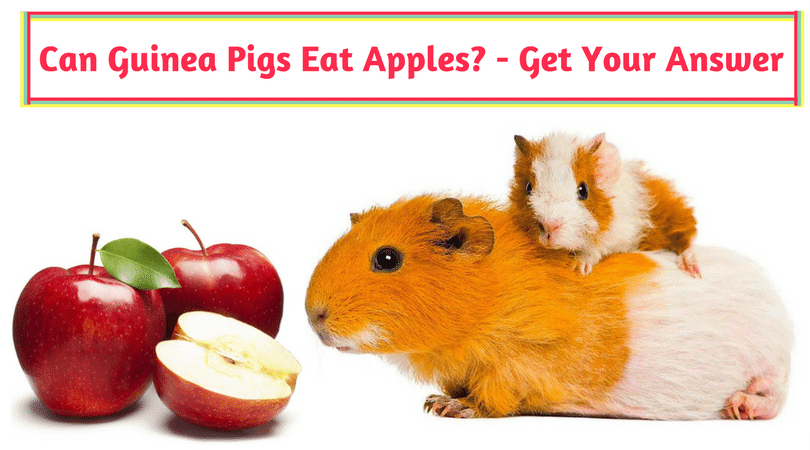 Guinea clearance pig apple