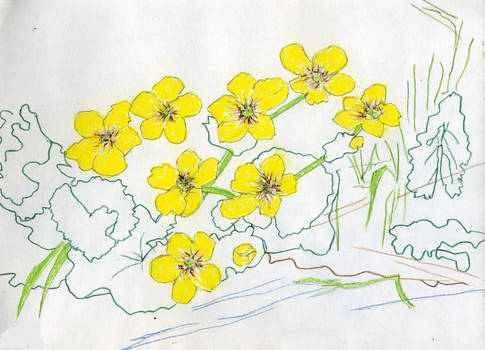 Marsh Marigolds