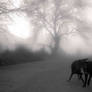 Dog in the fog