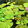 Lily Pads