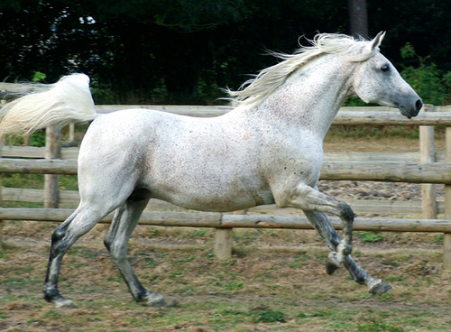 GREY HORSE