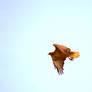 red-tailed hawk II