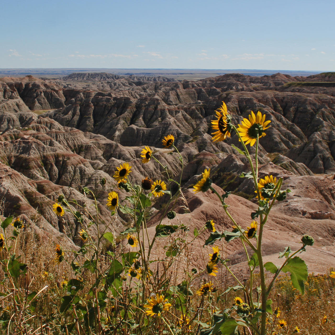 Happy Flowers in the Bad Lands