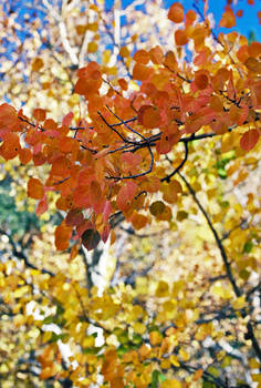 Colorado Fall Aspens