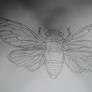 Cicada