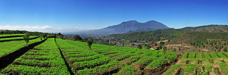 Carrot Farm and Panderman Hill