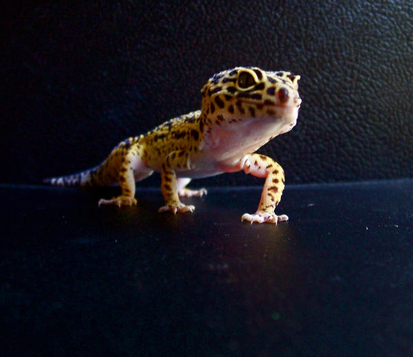 Ziggy pose 3 by dragorien on DeviantArt