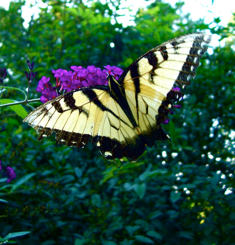 butterfly_yellow