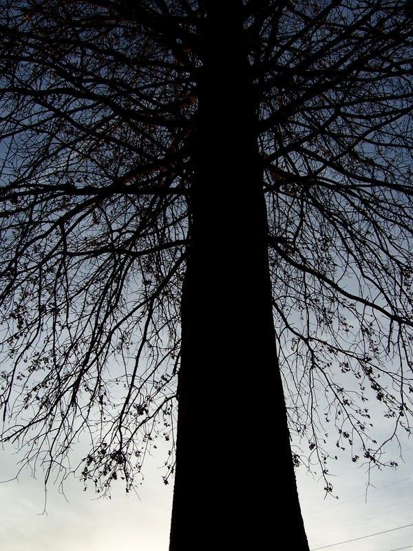 Color Branch Out branch out by dragorien on DeviantArt
