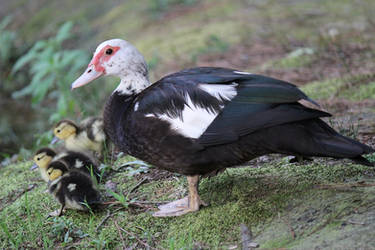 Domestic Muscovy Duck with Brood