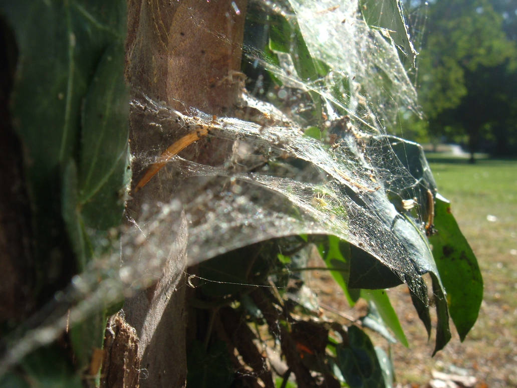 Spiders' treehouse by decisionpear on DeviantArt