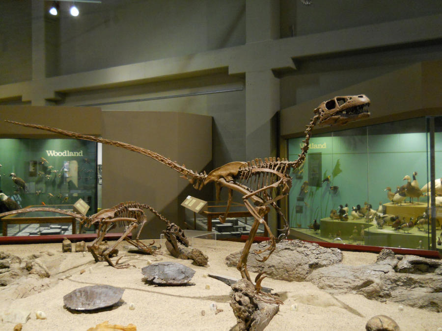 Lean Rip Raptor Li'l Raptor... by Chaosfive-55 on DeviantArt
