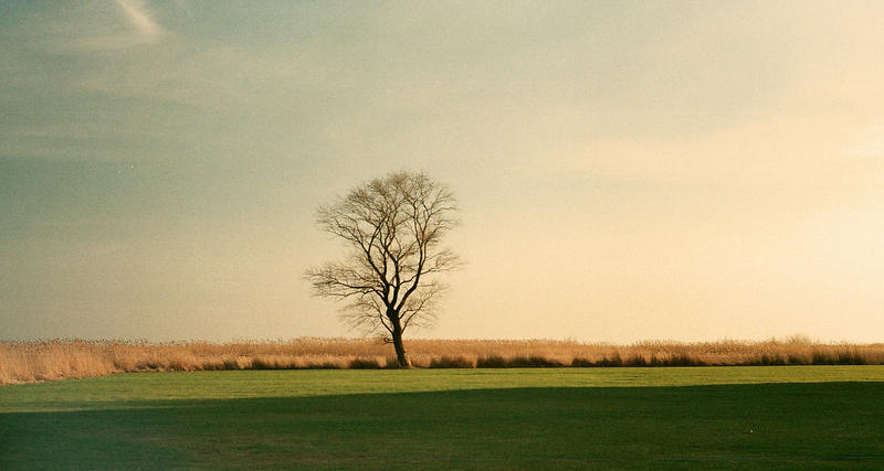 That lonely famous tree