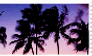 palm trees