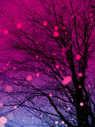 magenta wonderland