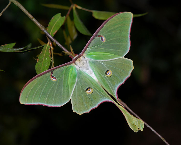 mariposa luna hembra