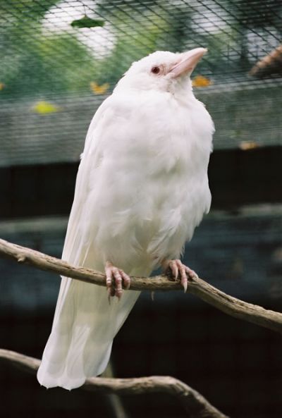 white crow