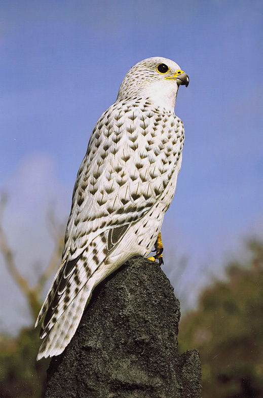 Gyrfalcon