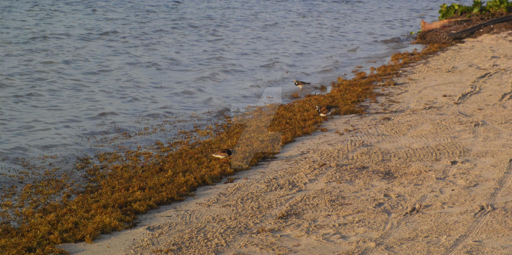 Ruddy Turnstone in beach