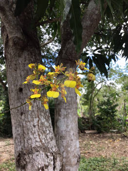 Oncidium orchids