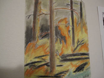 Forest Fire