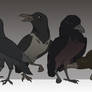 CROWS - Adoptables