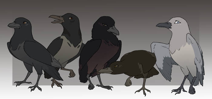 CROWS - Adoptables