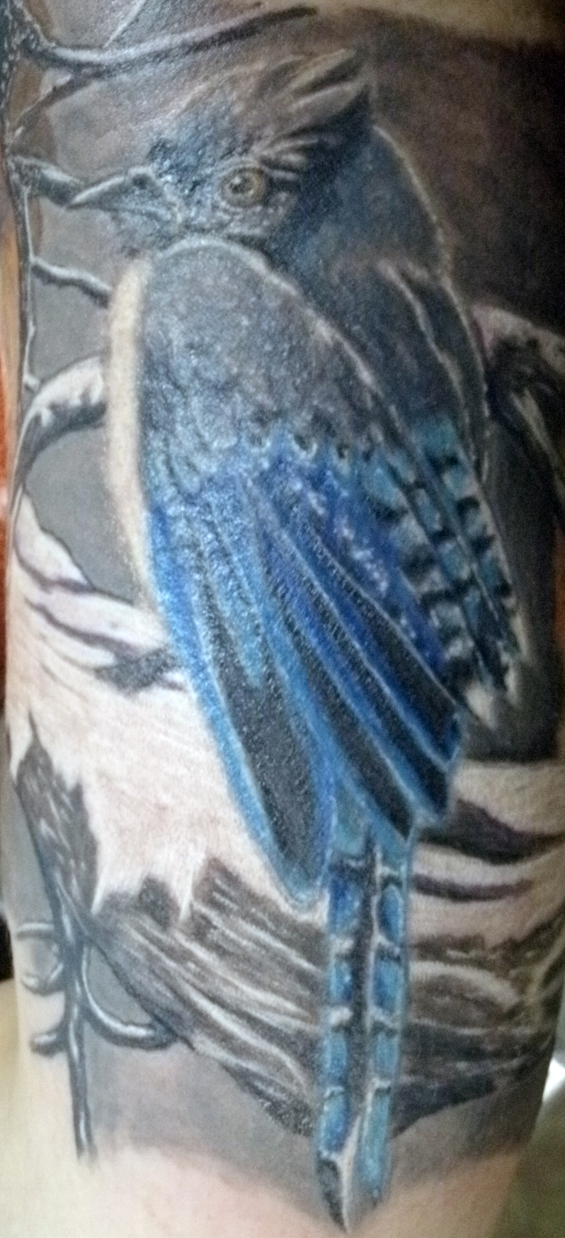 blue jay wip second session