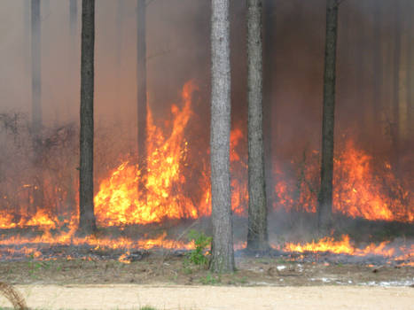 forest fire