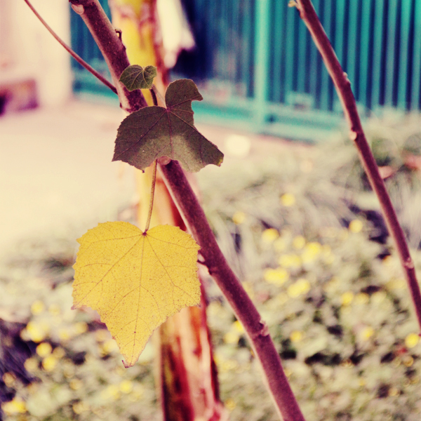 Turn Yellow Waiting