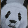Panda pencil and charcoal drawing