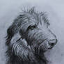 Scotish Deerhound