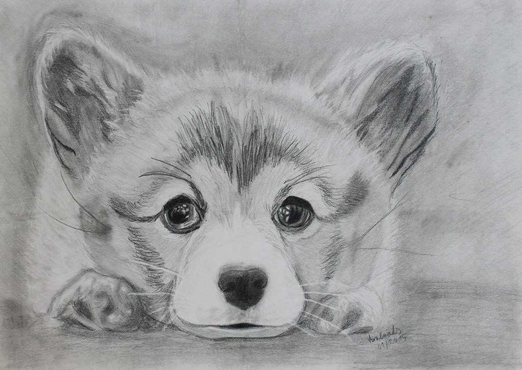 Puppy welsh corgi drawing