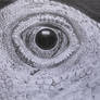 Agama eye