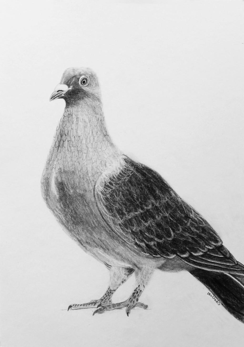 Pigeon drawing as a gift